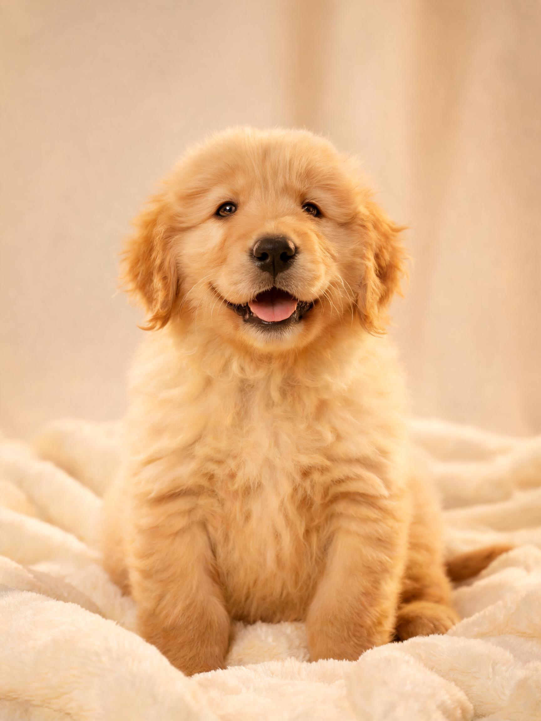 PetsDaily — og:image declared by petsdaily.live