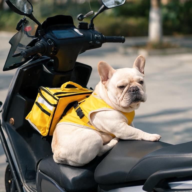 Delivery — AI pet portrait template