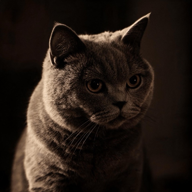 Film noir — AI pet portrait template
