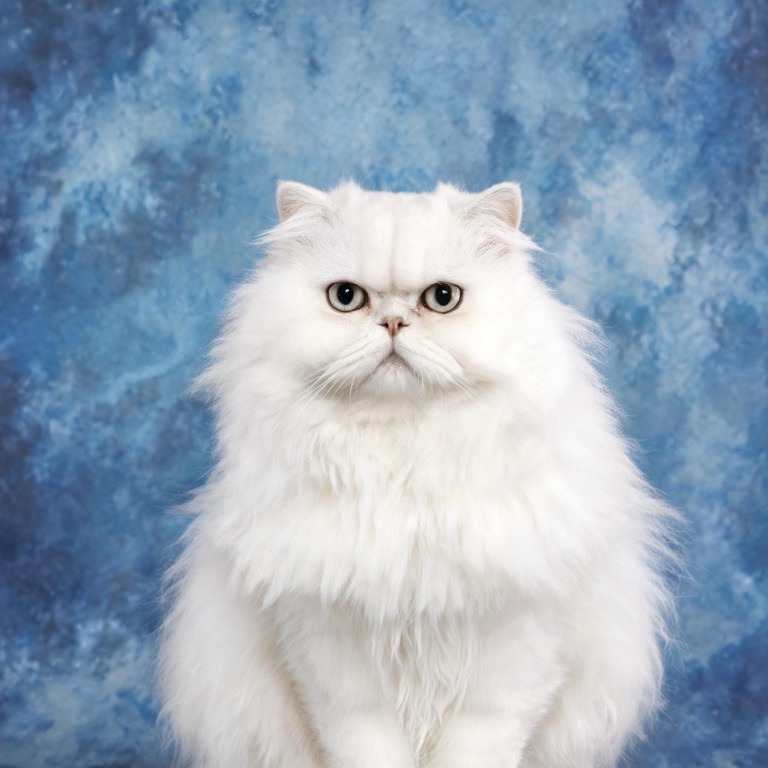 Yearbook — AI pet portrait template